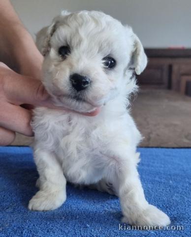chiot bichon frisé femelle a donner 