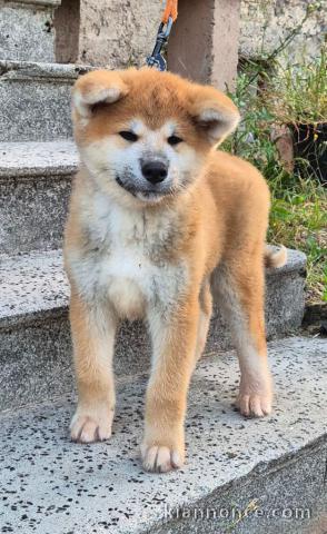 chiot Akita inu a donner 
