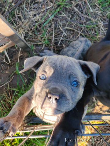 chiot type Cane Corso disponible 