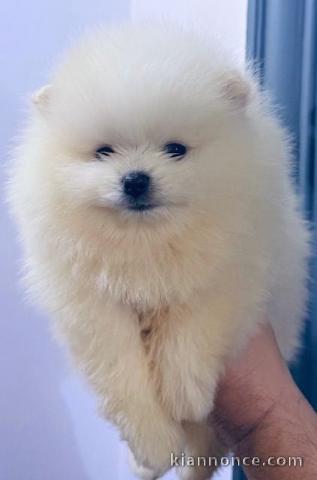chiot spitz allemand race pure disponible 