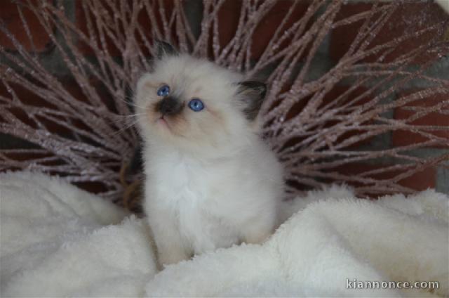chaton sacré Birmanie pour adoption 