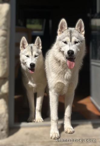 chiot husky sibérien mâle et femelle intéressé contactez moi 