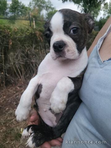 chiot boston terrier femelle a donner 