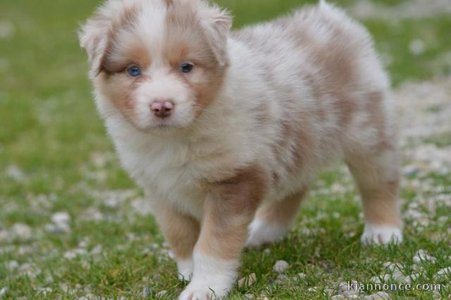 Dons chiot berger australien 