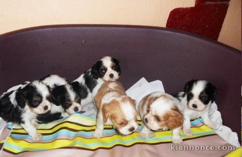 Chiots Cavalier King Charles à réserver 