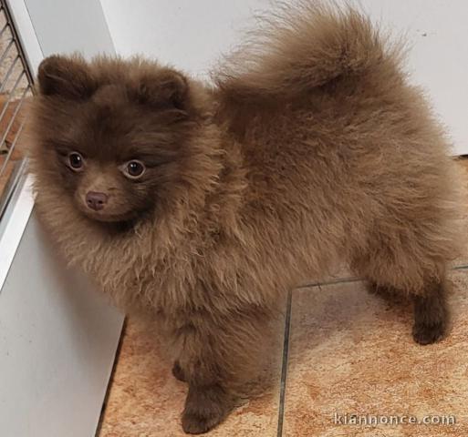 chiot spitz allemand race pure 