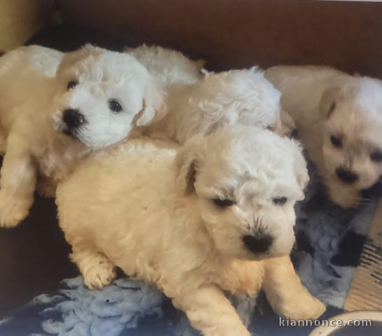 chiot bichon frisé femelle a donner 