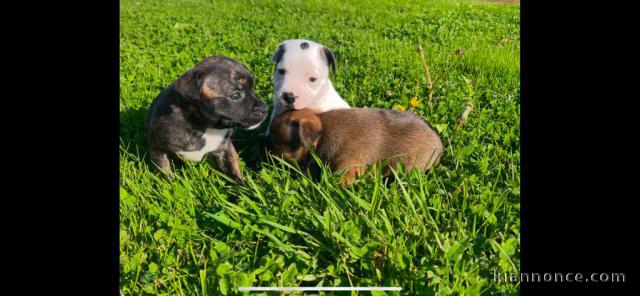 chiot staffie disponible pour adoption 