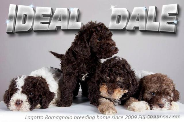 Chiots Lagotto Romagnolo – Inscrits FCI, hypoallergéniques, élevé