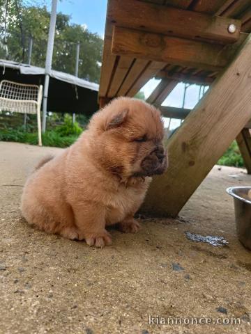 chiot chow chow disponible pour adoption 