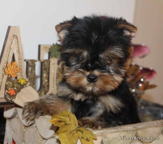 Chiot Yorkshire disponible 