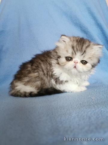 magnifique chaton persan disponible 