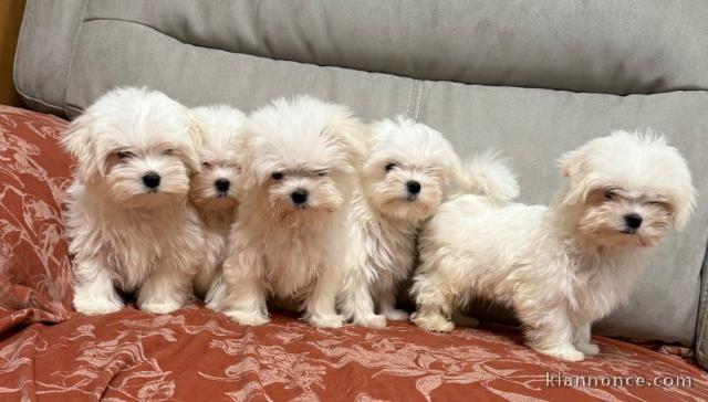 chiot bichon maltais disponible 