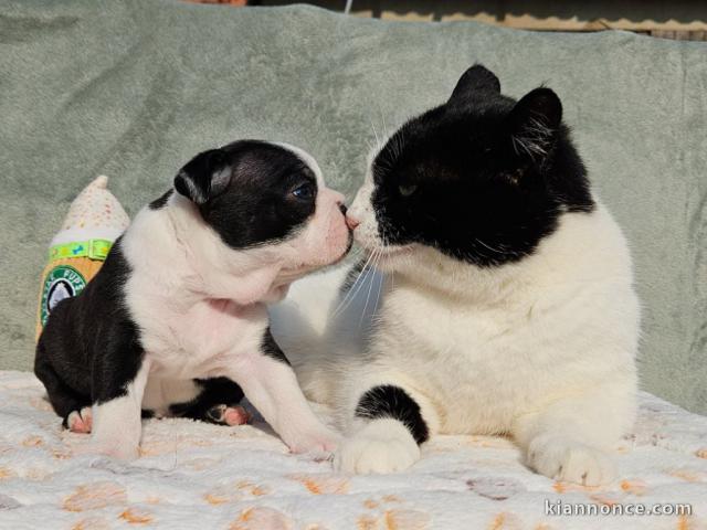 chiot boston terrier femelle a donner 