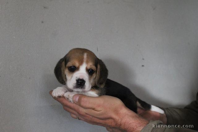 chiot beagle disponible femelle disponible 