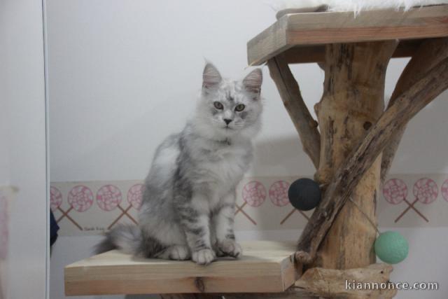 bébé chaton maine coon adopter 