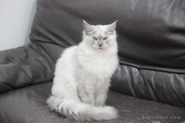 chaton maine coon adopter 