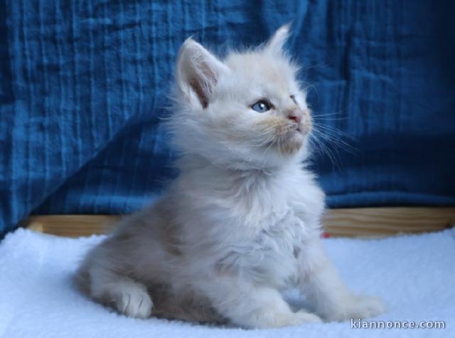 magnifique chaton maine coon 