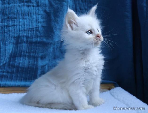 adorable chaton Maine coon femelle 