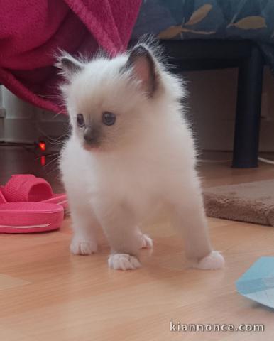 chaton ragdoll femelle a donner 