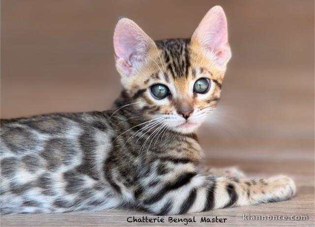 bébé chaton Bengal disponible femelle 