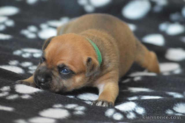 chiot staffie mâle disponible 