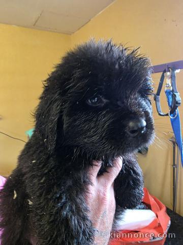 chiot Terre neveu à donner 