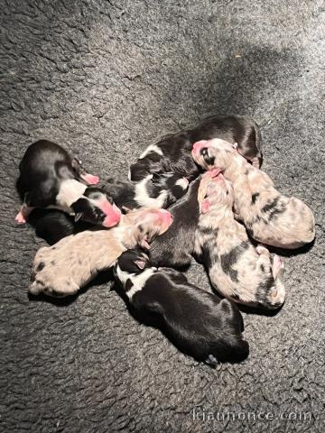 adoption chiot berger australien 