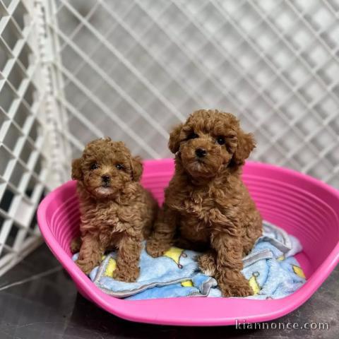 Chiots Caniche Toy. Nous avons des chiots Caniche Toy abricot et 