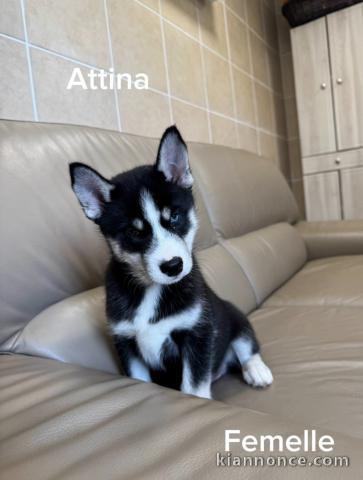 chiot husky sibérien à donner 