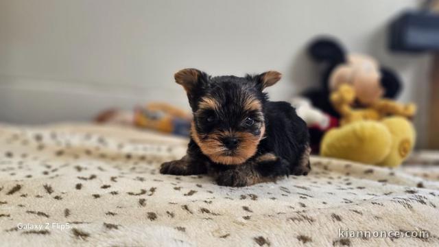 chiot Yorkshire femelle à donner 