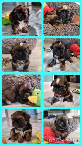 chiot shih tzu a donner 