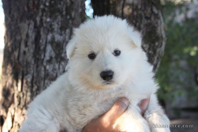 chiot berger blanc suisse a donner 