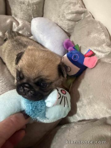 chiot type carlin disponible à donner mâle 