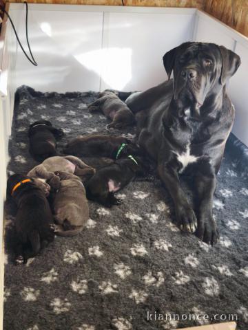 chiot Cane Corso disponible 