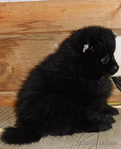 magnifique chiot spitz allemand disponible 