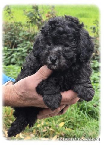 Don chiot caniche disponible 