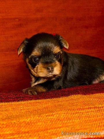 chiot Yorkshire terrier femelle a donner 
