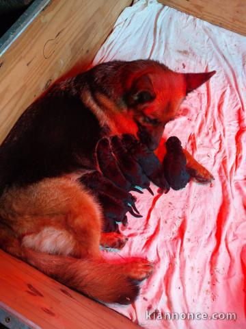 Dons chiot berger allemand disponible 