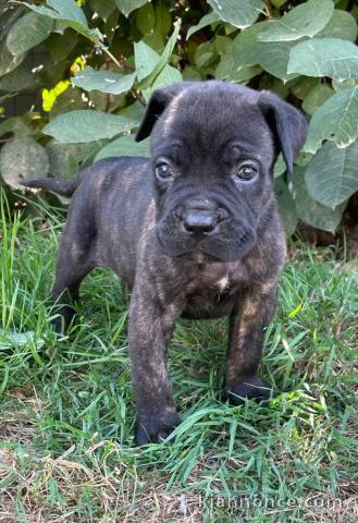 chiot Cane Corso disponible 