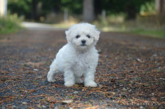 adorable chiot bichon frisé femelle 