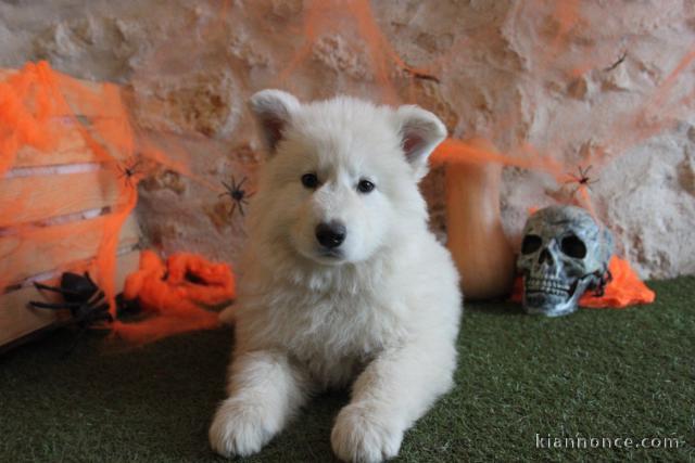 chiot berger blanc suisse adoption 