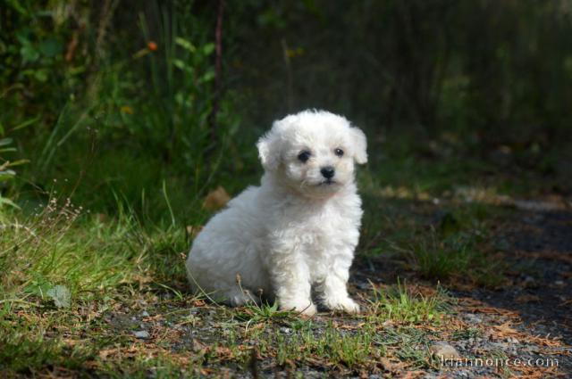 adorable chiot bichon frisé mâle 