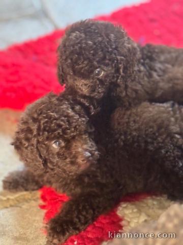 Dons chiot caniche disponible 