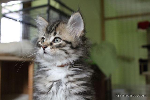 Chaton Sibérien femelle – 13 semaines – Famille sérieuse