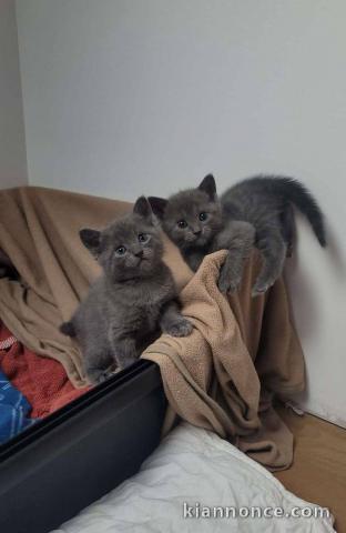 3 bébés chatons chartreux disponible à l\