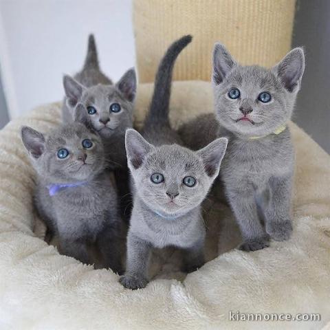 Ils sont disponibles pour Noël chatons chartreux 