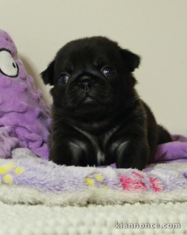 bébé chiot type carlin noir mâle a donner 