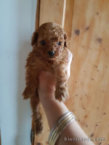 chiot caniche disponible pour adoption 