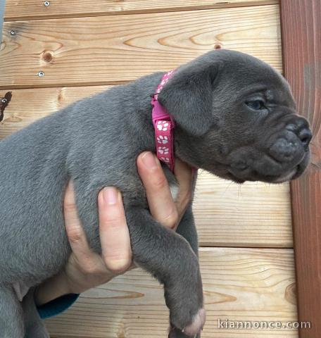 je donne chiot cane corso disponible 